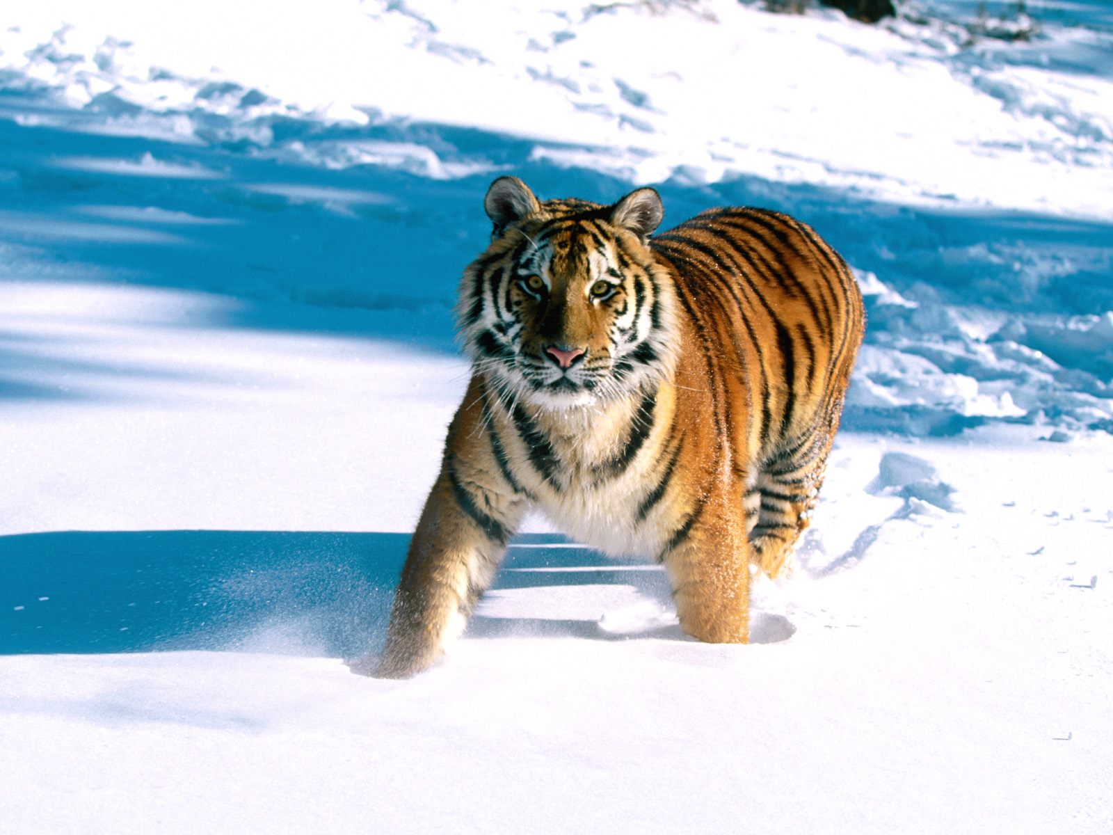 Majestic Grace, Siberian Tiger184435183